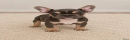 French Bulldog dogs for sale: Adorable fluffy frenchies - Advert 1