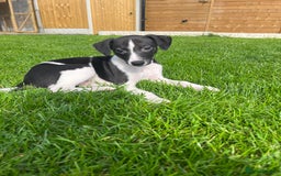 Whippet dogs for sale: Whippets  - Image 14