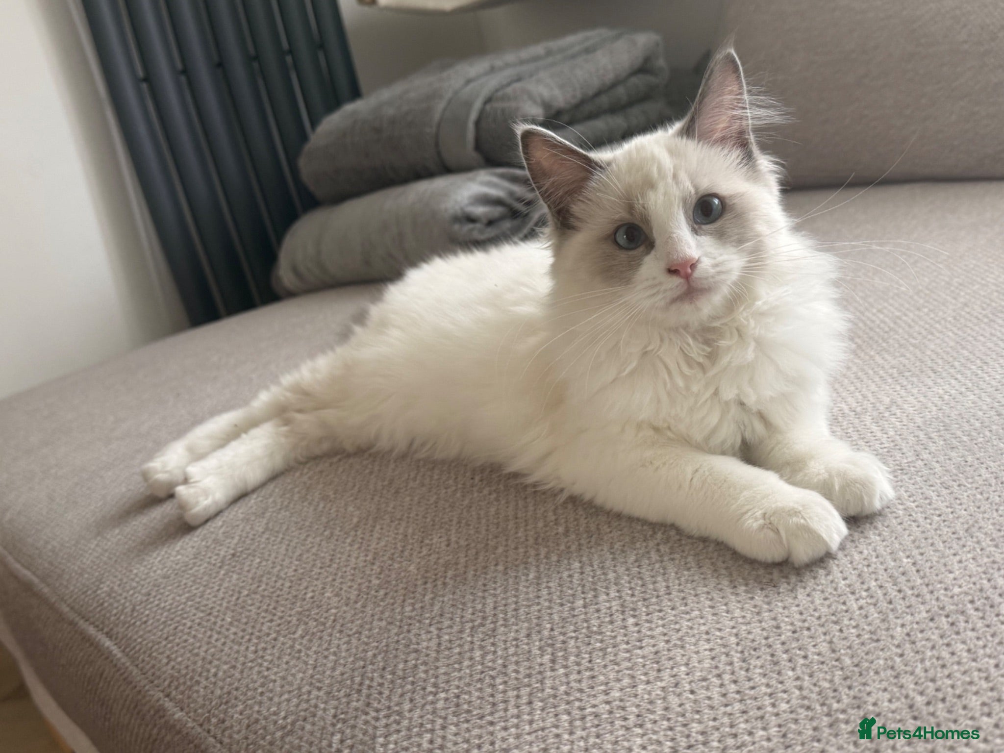 Ragdoll cats 🥇 GCCF champ blood female kitten ready now❤️🏅❤️ - Advert 2