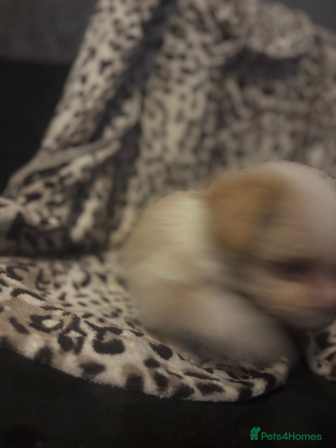 Mixed Breed dogs for sale: Chorkie-apso puppies  - Image 14