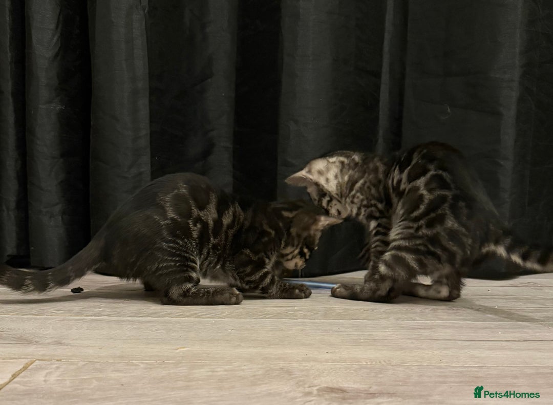 Bengal cats for sale: TICA registered pedigree Bengal Kittens - Advert 19
