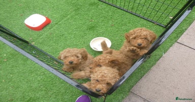 Toy Poodle dogs - Advert 5