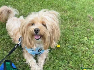 Maltipoo dogs Maltipoo looking for his forever home - Advert 1