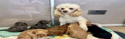Cavapoo dogs for sale: Beautiful Cavapoo Puppies – Family Raised in Wolverhampton - Advert 1