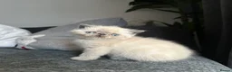 Exotic cats for sale: 🌟 Exotic x Persian Blue Point Kittens 🌟 - Advert 8