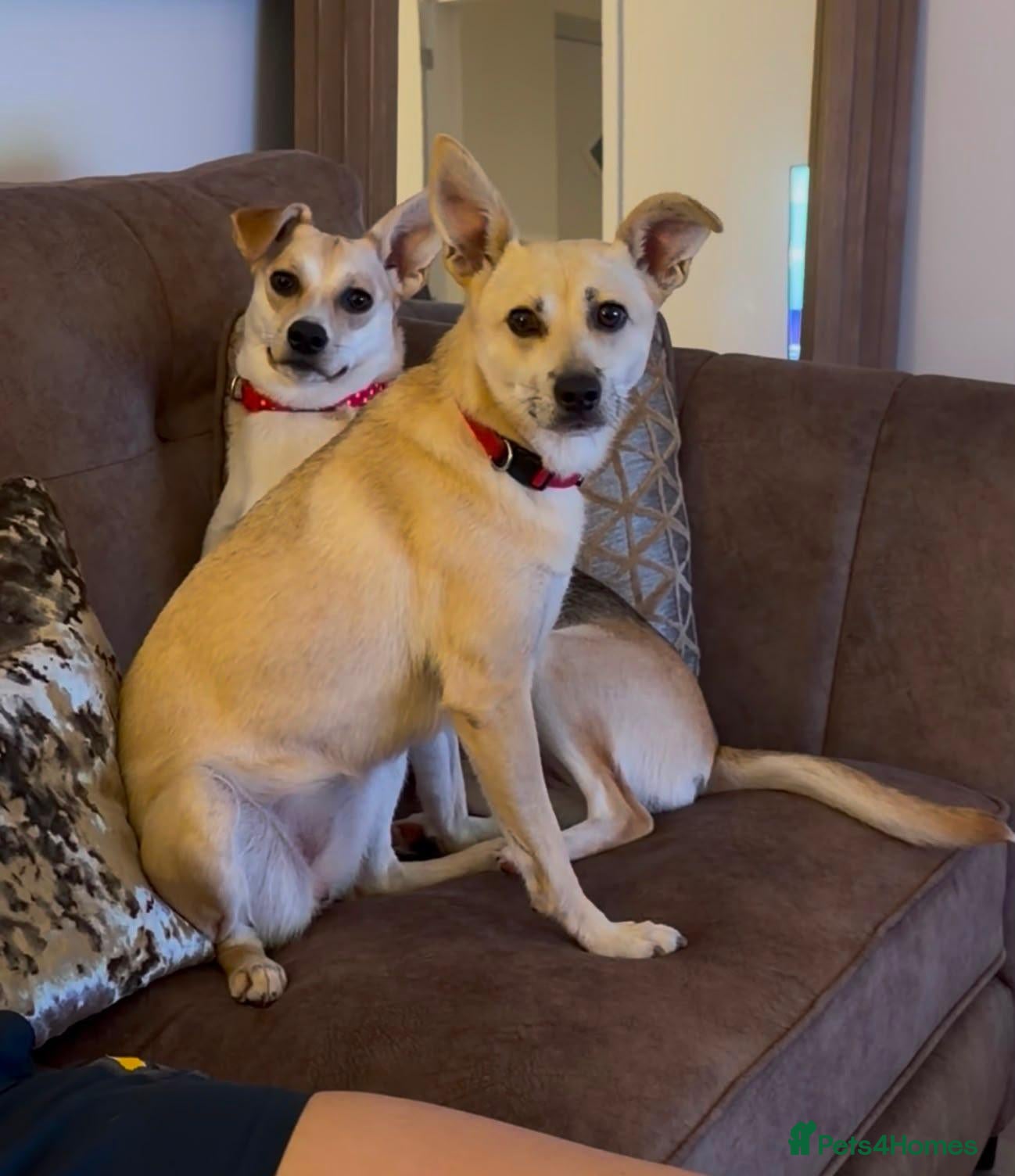 Mixed Breed dogs ❤️ CARAMEL & ❤️STELLA – SISTERS IN MISFORTUNE - Advert 1