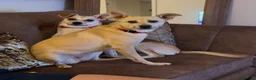 Mixed Breed dogs for adoption: ❤️ CARAMEL & ❤️STELLA – SISTERS IN MISFORTUNE - Advert 1