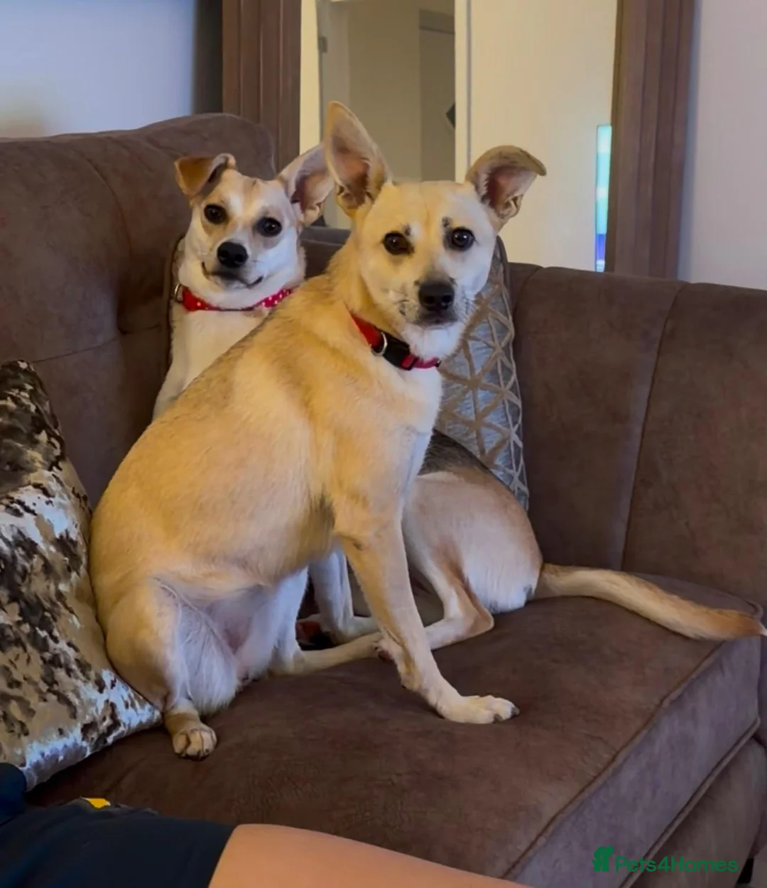 Mixed Breed dogs for adoption: ❤️ CARAMEL & ❤️STELLA – SISTERS IN MISFORTUNE - Advert 1