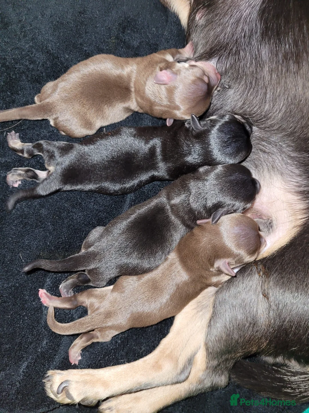 Chihuahua dogs for stud: Chocolate Tri  for stud in Ipswich - Advert 11