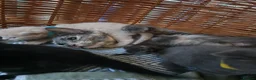 Mixed Breed cats for sale: Kittens - Advert 8