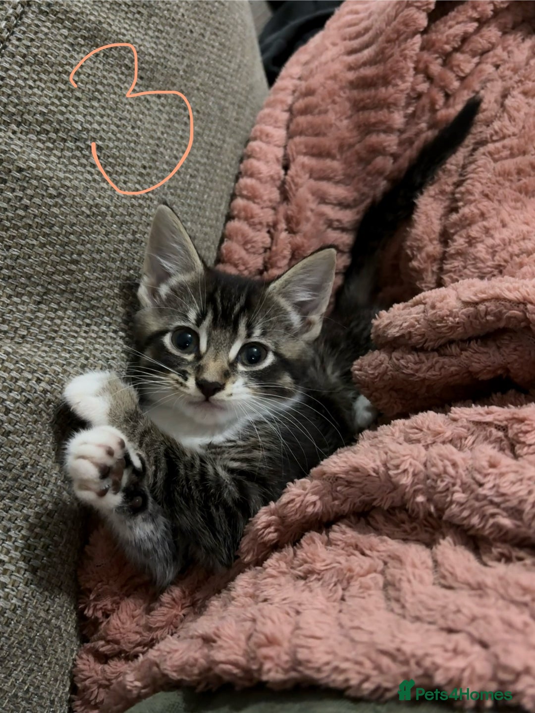 Mixed Breed cats for sale: 3 beautiful female kittens  - Image 21