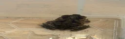 Toad reptiles for sale: 2 Baby Cane Toads - Advert 18