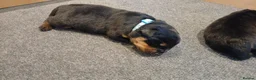Rottweiler dogs for sale: Rottweiler puppy's  - Advert 4