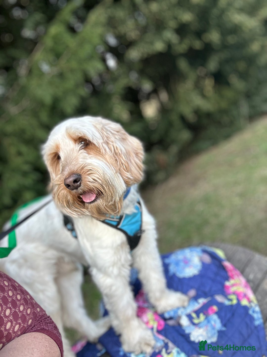 Mixed Breed dogs for sale: Border doodle - Image 19