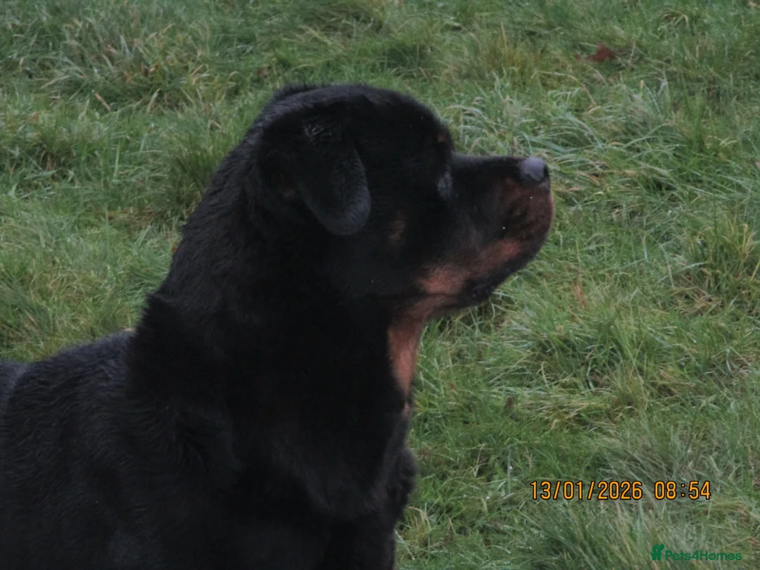 Rottweiler dogs for sale: rottweiler xbreeding bitch - Advert 1