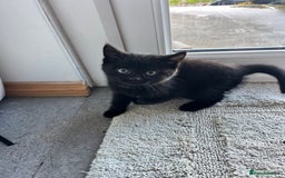 Mixed Breed cats for sale: Kittens for sale  - Advert 14