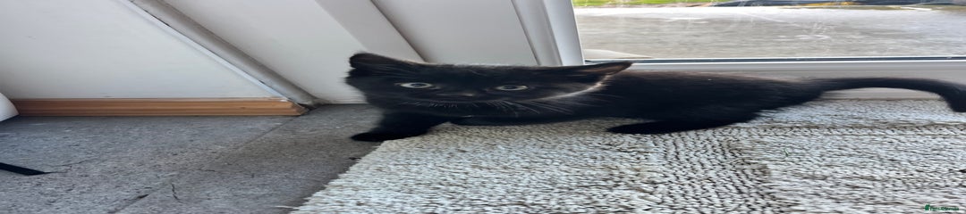 Mixed Breed Kitten 1