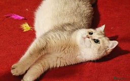 British Shorthair cats for sale: Pedigree British shorthair boy, Champion parents.  - Image 9