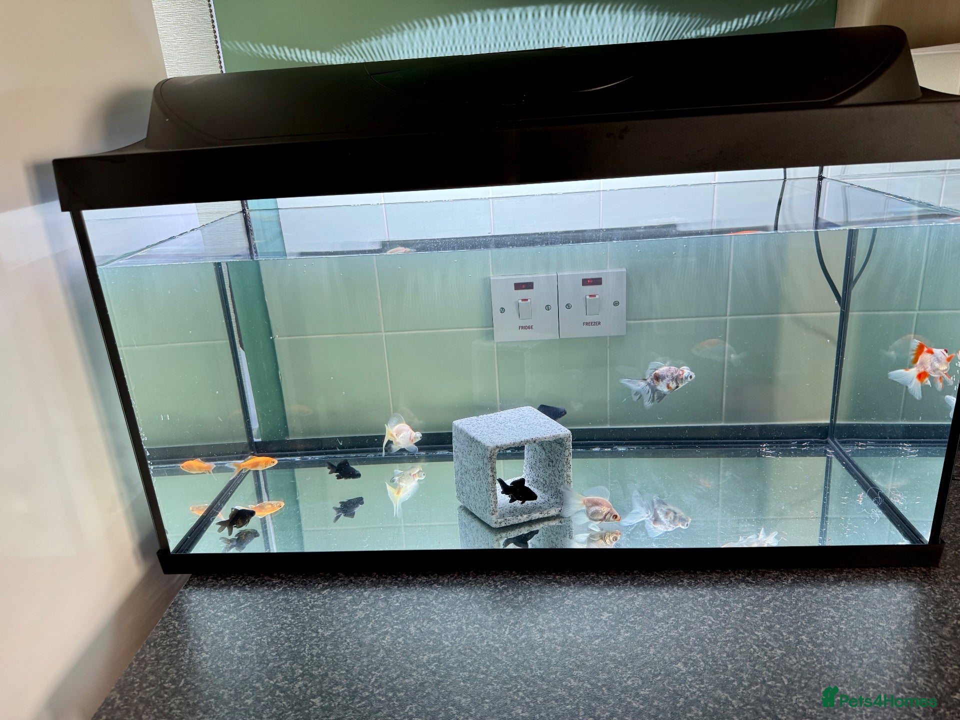 Goldfish fish I have 9 cold water gold fish  and for sale  - Advert 19