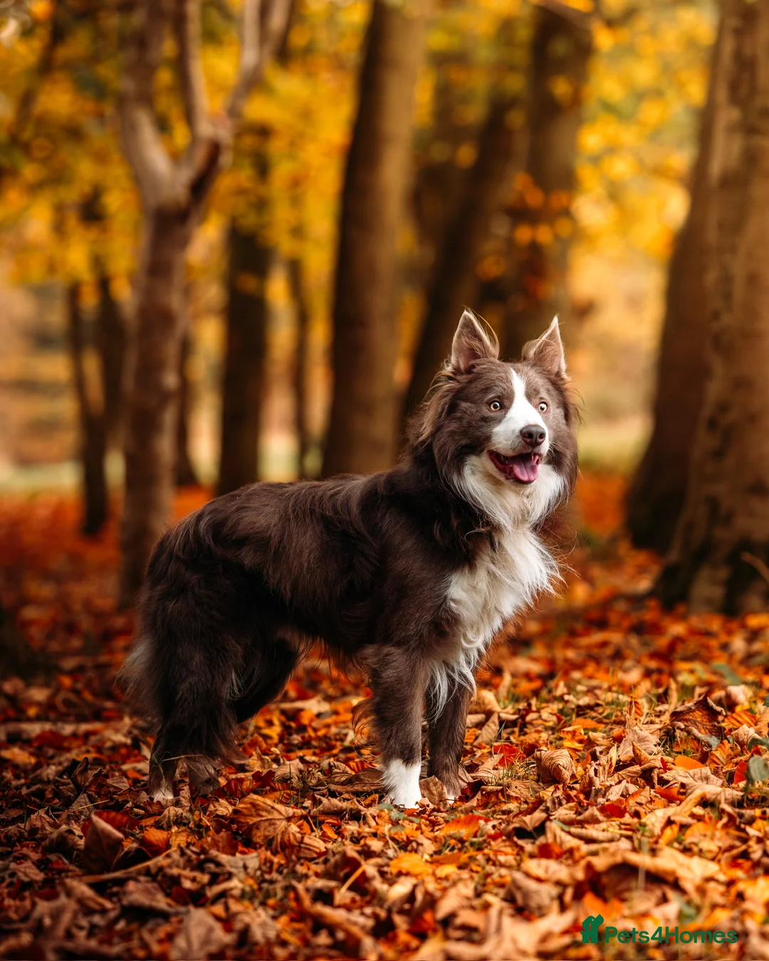 Border Collie dogs for stud: Exceptional Lilac & White DNA clear Border Collie in Saint Asaph - Advert 1