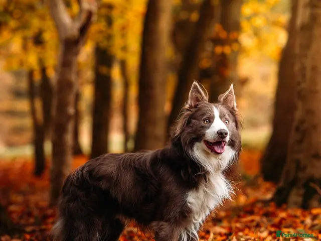 Border Collie dogs for stud: Elite proven Lilac & White DNA clear Border Collie - Advert 2