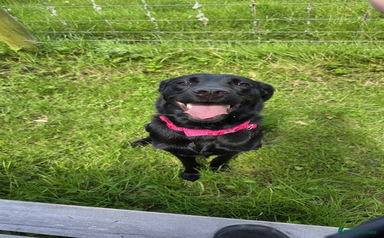 Labrador Retriever dogs - Advert 1