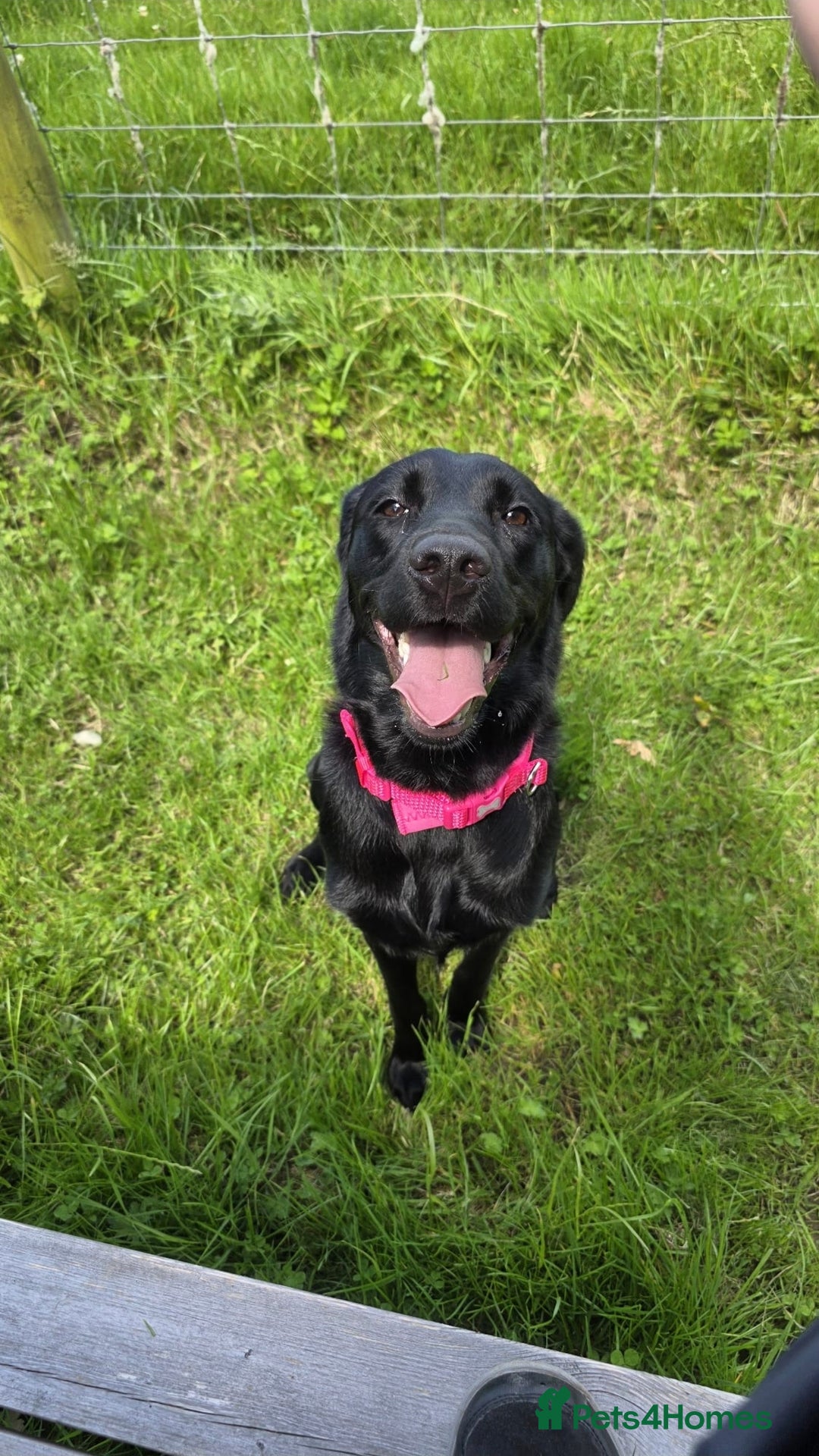 Labrador Retriever dogs for sale: Gentle Black Labrador Retriever - Image 1