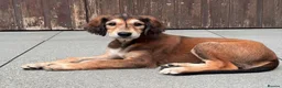 Saluki dogs for sale: Male  Saluki puppy 10 weeks old  - Advert 36