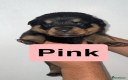 Rottweiler dogs for sale: 11 Chucky Rottweiler puppies for sale  - Image 12