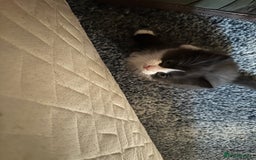 Mixed Breed cats for sale: 4 beautiful male kittens needing homes - Image 8