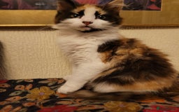 Mixed Breed cats for sale:  Rare Cinnamon Calico girl  - Advert 3