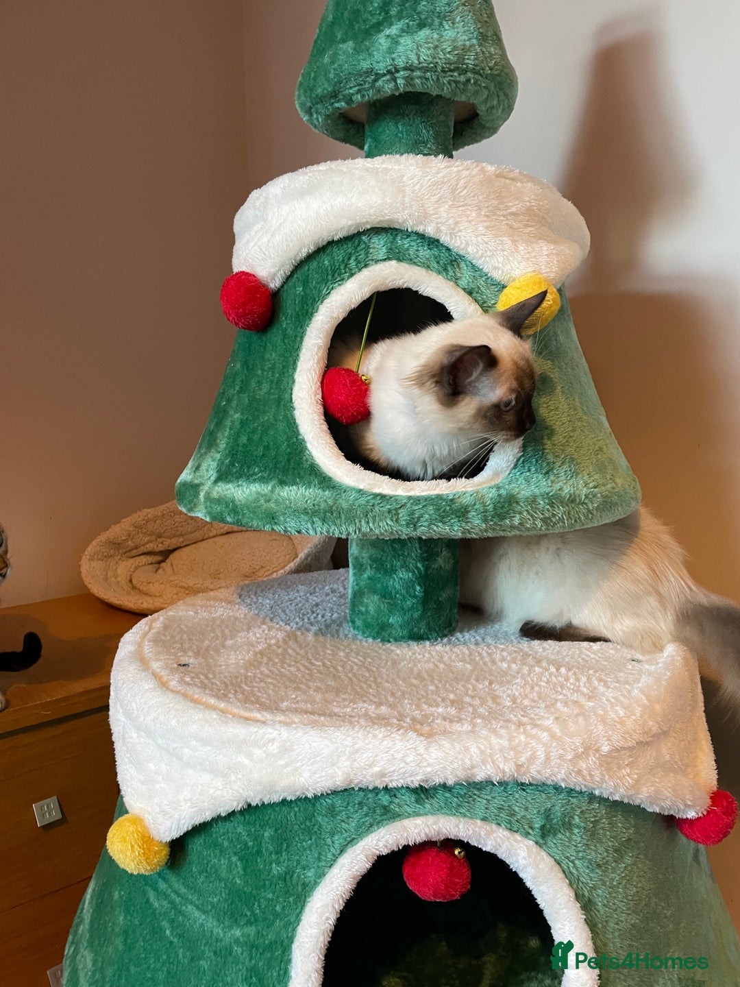 Ragdoll cats for sale: GCCF Ragdoll seal kittens, only 2 boys left - Advert 10