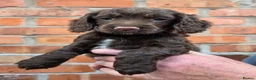 Cocker Spaniel dogs for sale: Stunning Working Cocker Spaniel Pups - Advert 3