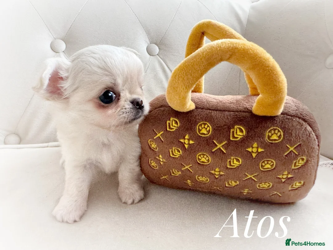Chihuahua dogs for sale: KC quality chihuahua puppies LC Show line  - Advert 2