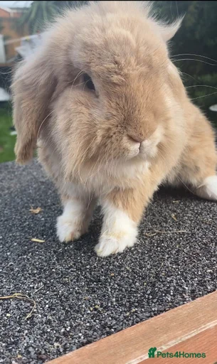 Gallery Image {{count}}