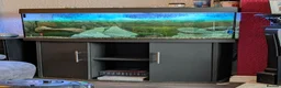 Turtle reptiles for sale: Common musk turtles and tank - Advert 5
