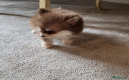Pomsky dogs for sale:  toy size multi-generational pomsky puppies  - Image 9