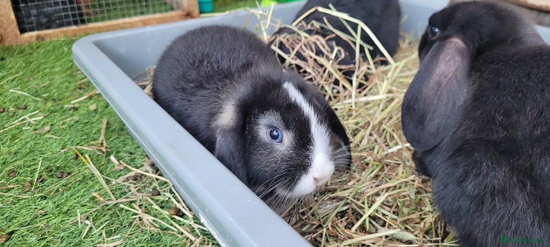 Mini Lop rabbits for sale: Beautiful Mini Lops - READY TO LEAVE  - Image 20