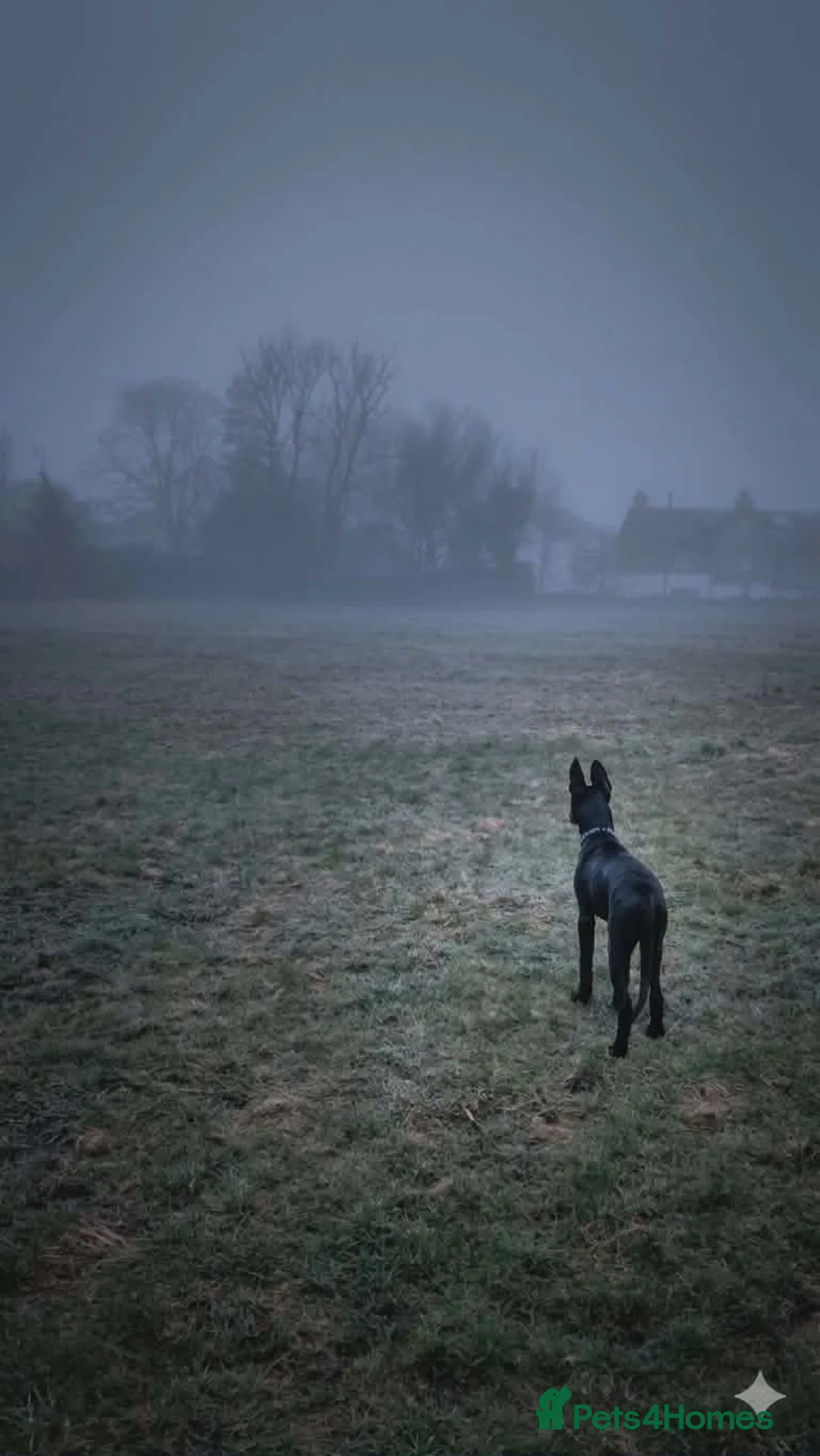 Mixed Breed dogs for sale: Puppy needing to be rehomed - Advert 3