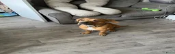 Mixed Breed dogs for sale: Ridgeback x Staffy - Advert 4