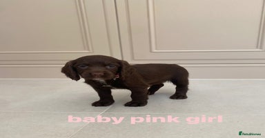 Sprocker dogs - Advert 5