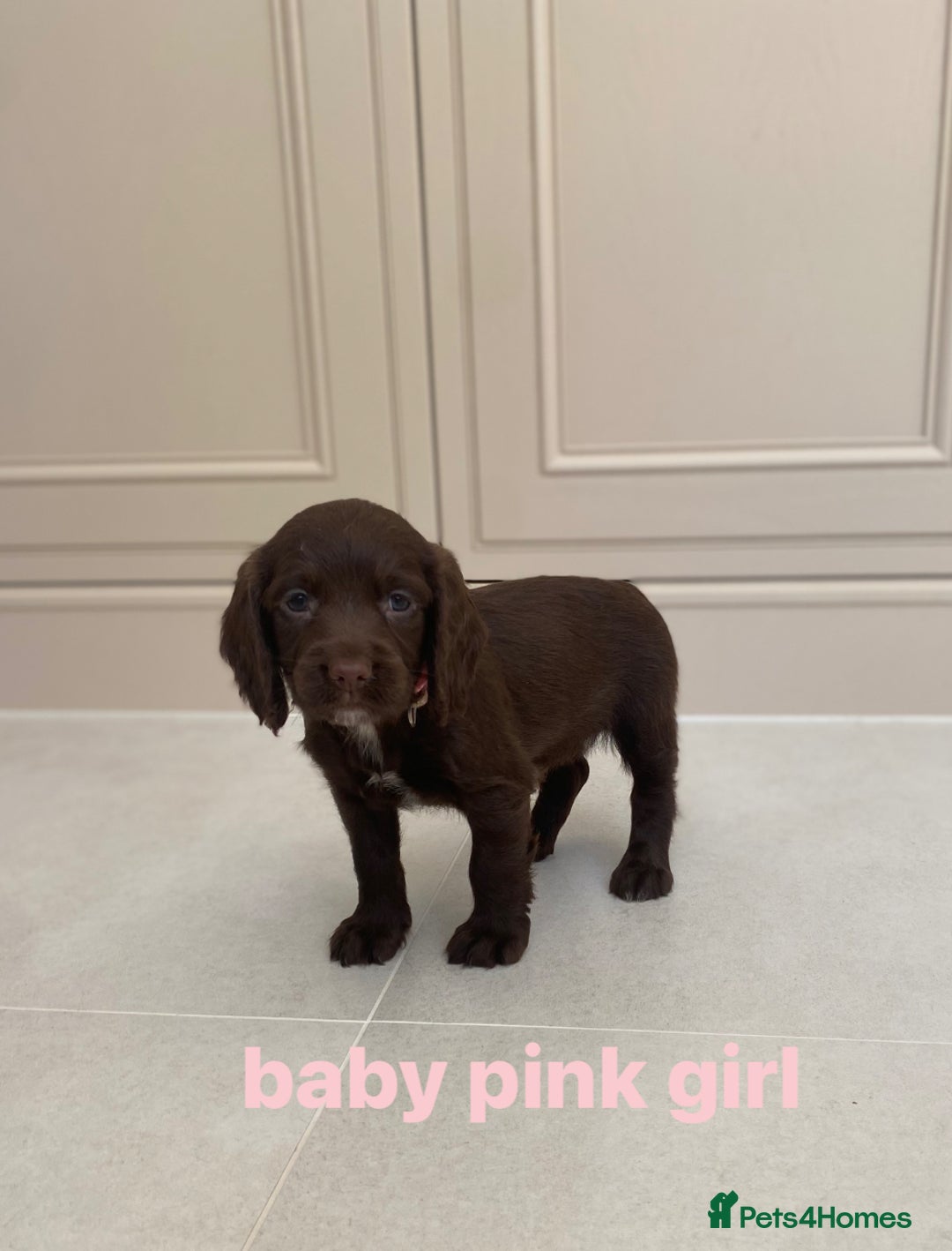 Sprocker dogs for sale: Last 2 girls available chocolate Sprockers - Image 1