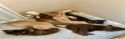 Burmese cats for sale: Cuddly Cream boy & Two beautiful Black Torties - Advert 27