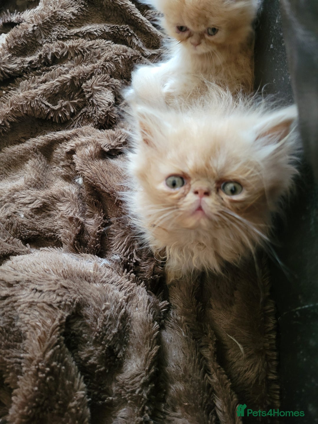 Persian cats for sale: 4 stunning full Persian  kittens ready now  - Image 8