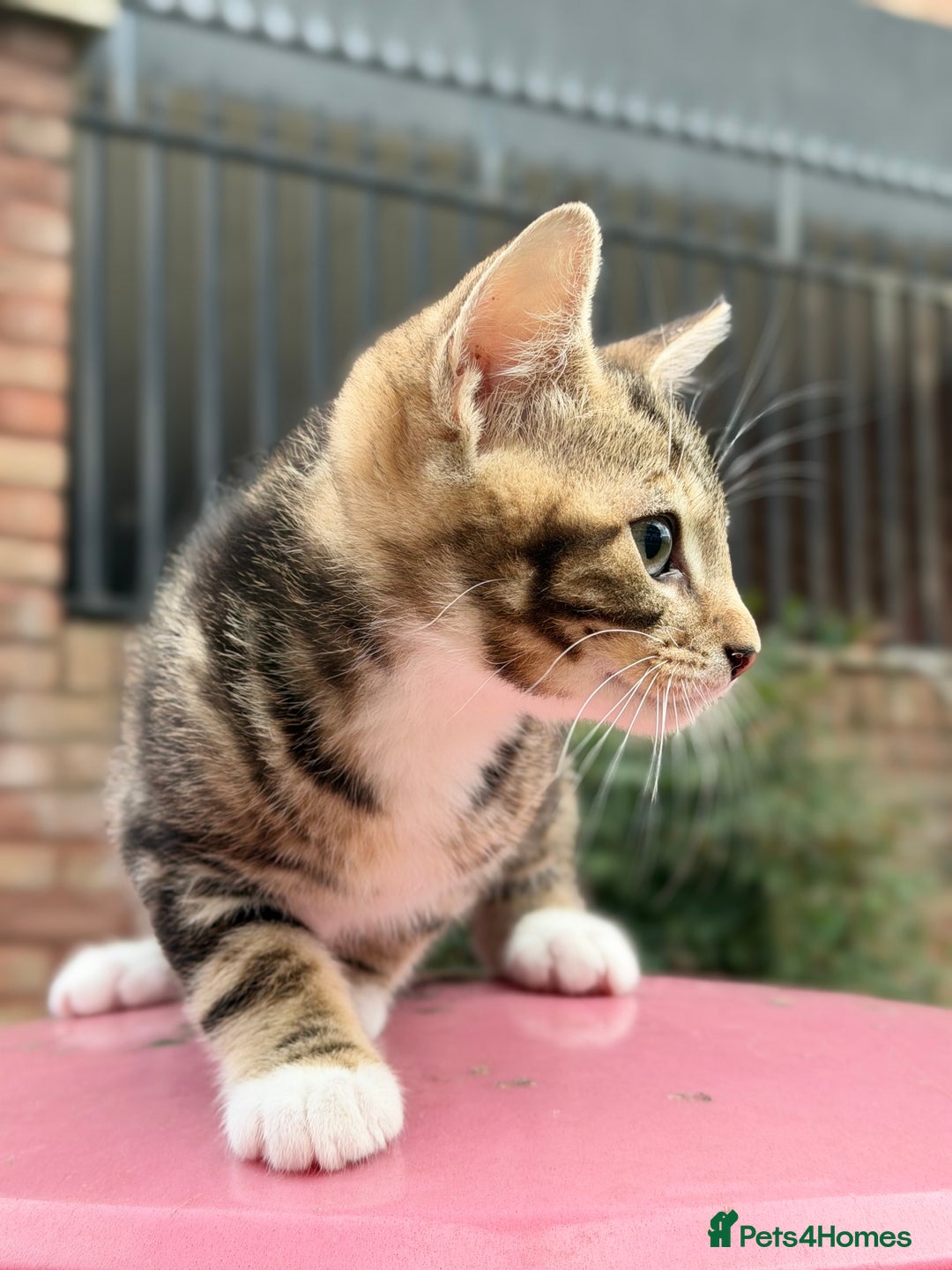 Norwegian Forest Cat cats for sale: Norwegian Forest Cat Mix kitten - Advert 3