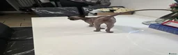 Sphynx cats for sale: ♀️Female Sphynx kitten 😸  - Advert 7