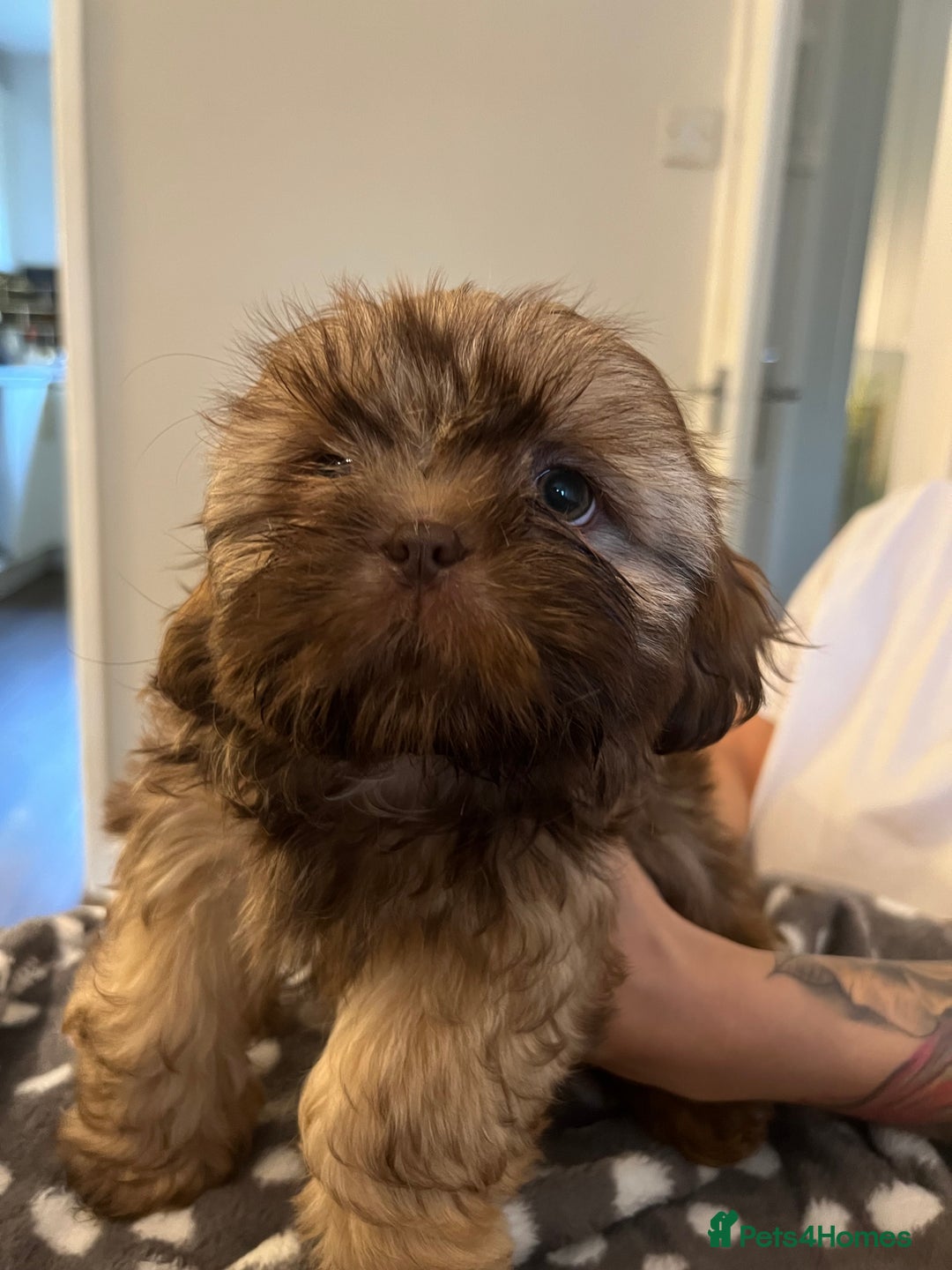 Shih Tzu dogs for sale: Imperial Shih Tzu for sale - Image 6