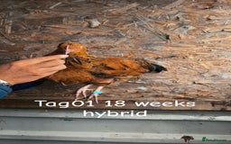 Chickens poultry for sale: Hybrid/ cross breed hens for sale - Image 2