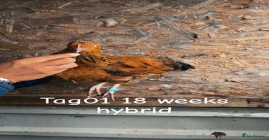 Chickens poultry - Advert 11