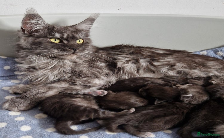 Maine Coon cats - Advert 4